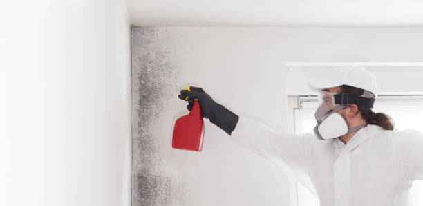 Best Mold Testing and Removal  in Lakeland South, WA