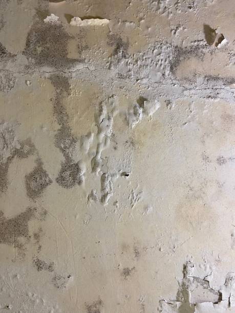 Best Certified Mold Removal  in Lakeland South, WA