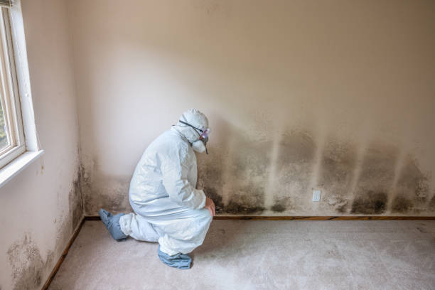 Best Residential Mold Removal  in Lakeland South, WA
